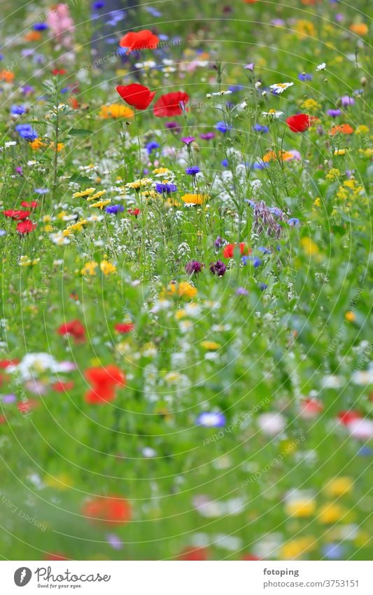 Farbenfrohe Blumenwiese in der Grundfarbe grün
mit verschiedenen Wildblumen. Blatt Blumenfeld Wiese Blümchen Blüte Botanik Flora Gras Macro Makro Natur