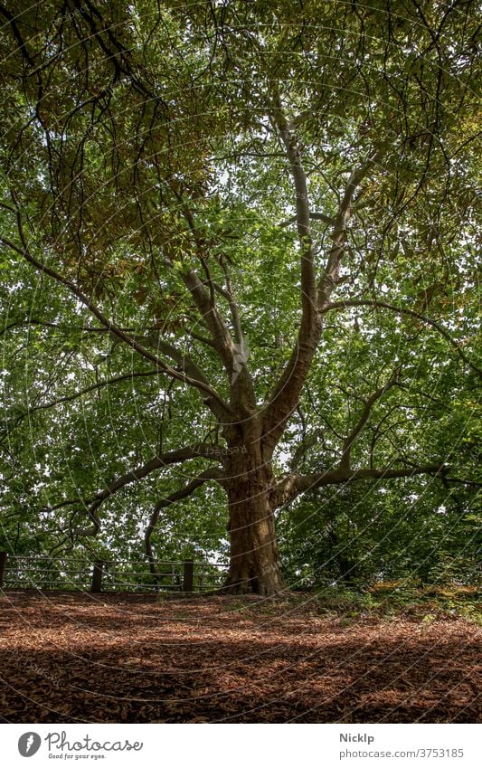 alter großer Baum (Platane) Platanen historisch Wald Park Schatten Blätter grün Sommer Frühling Laubbaum Natur Ast Blattgrün Baumstamm Blätterdach Baumrinde