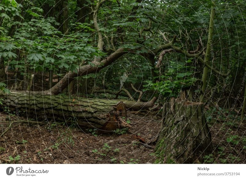 gefällter Baum (Lärche) im schattigen Wald gefällter baum Baumstumpf Totholz Baumstamm Blätter Ahornblatt Waldboden Natur grün Holz dunkel Forstwirtschaft