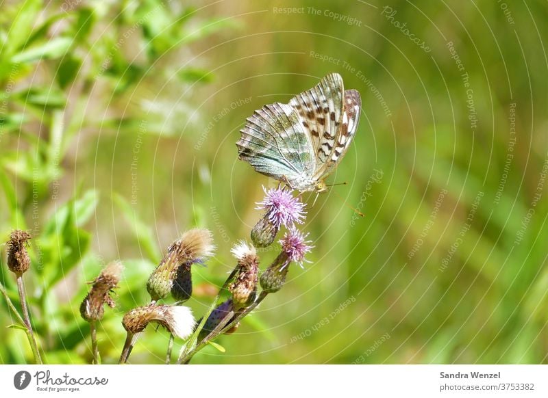 Distelfalter Blüte Nektar Schmetterling Natur Wildblumen Sonnenschein