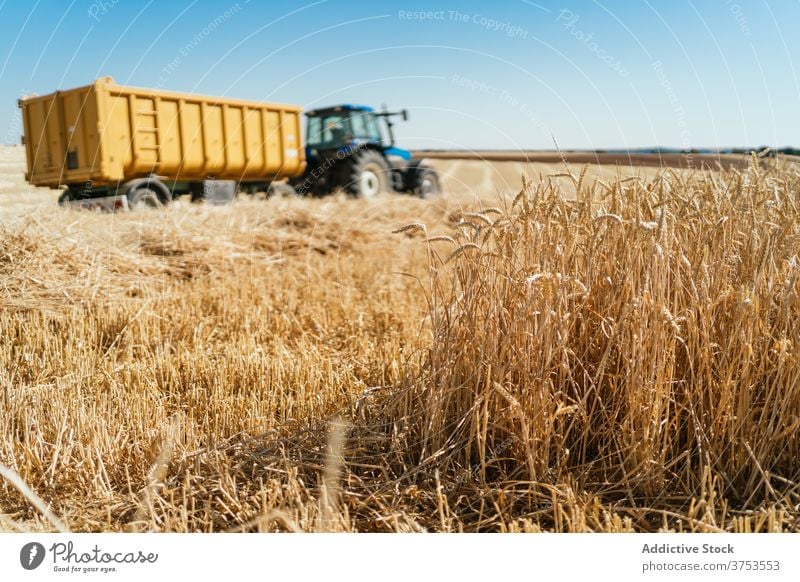 Landwirtschaftliche Maschine im Weizenfeld Traktor Feld Ackerbau Ernte abholen Saison Korn trocknen Verkehr Ackerland Landschaft ländlich Bauernhof Natur golden