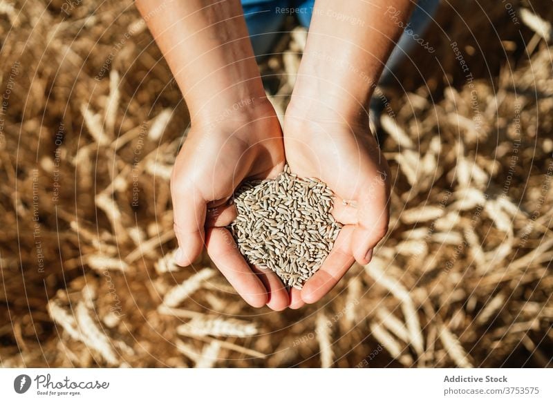 Frau mit Weizenkorn auf dem Lande Korn Halt Feld Landwirt golden Müsli Samen Landschaft ländlich Ackerbau Ernte Bauernhof kultivieren frisch organisch natürlich