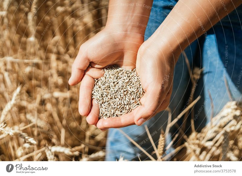 Frau mit Weizenkorn auf dem Lande Korn Halt Feld Landwirt golden Müsli Samen Landschaft ländlich Ackerbau Ernte Bauernhof kultivieren frisch organisch natürlich