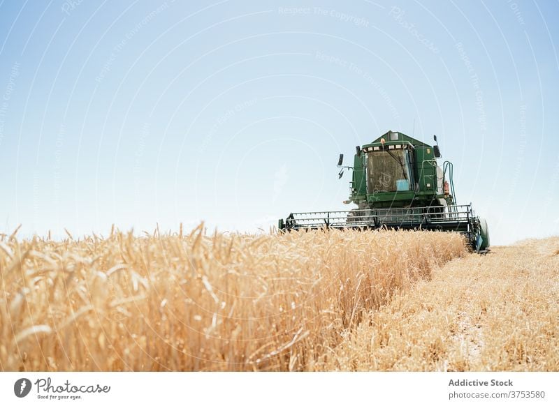 Landwirtschaftliche Maschine im Feld im Sommer Ernte Mähdrescher abholen Weizen Landschaft Bauernhof Ackerbau Saison ländlich Natur Wiese Ackerland Umwelt