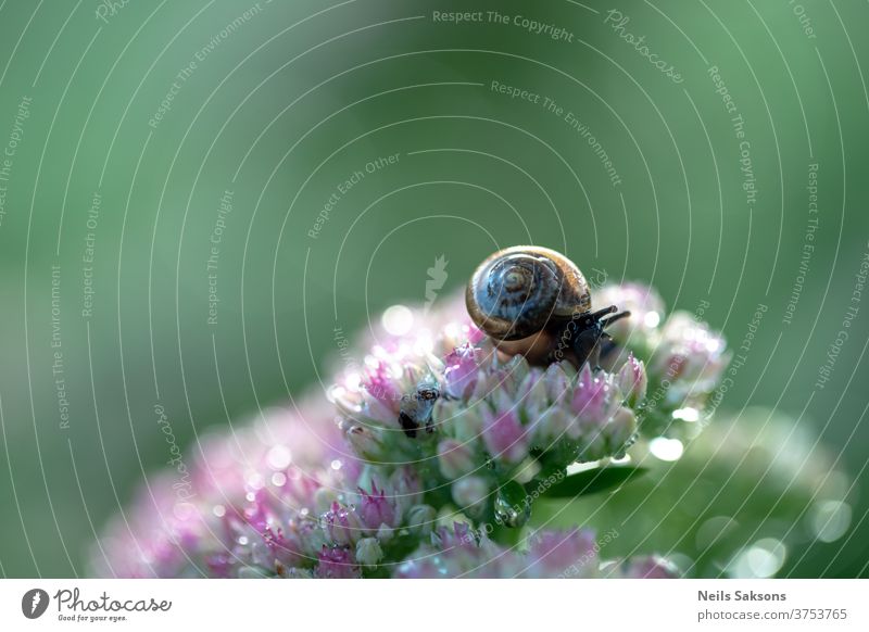 Dunkelbraune Schnecke klettert auf Gartenblume, trinkt Tautropfen aus Blütenblättern. Riesenglanzschnecke Panzer Blume Bokeh Tier Schneckenhaus Farbfoto