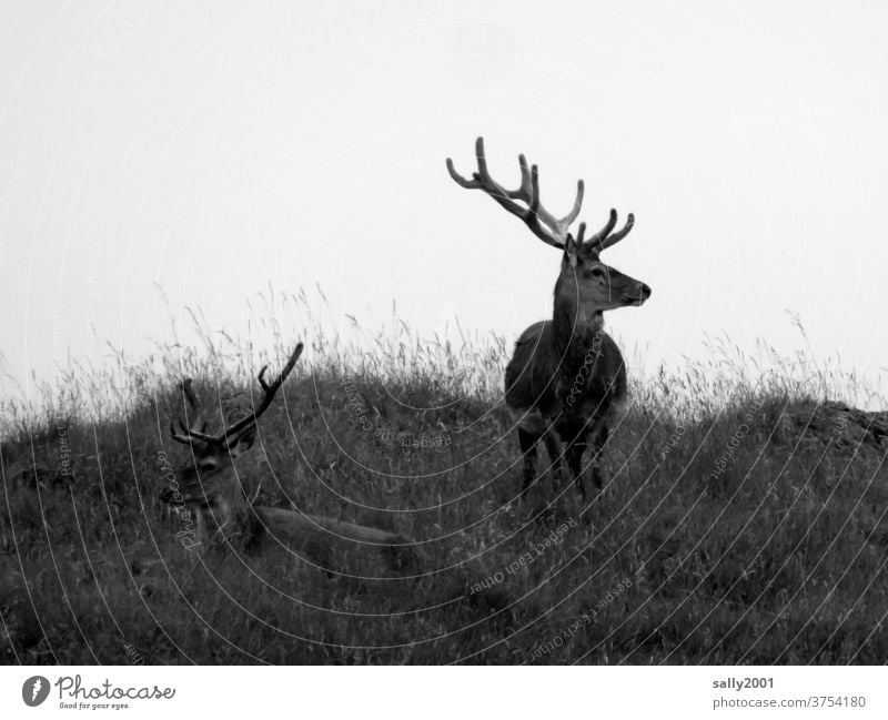 Stolzer Hirsch behält den Überblick... Wildtier Geweih Tier stolz Wiese stehen beobachten schön Blick stark beeindruckend Stärke Natur Menschenleer