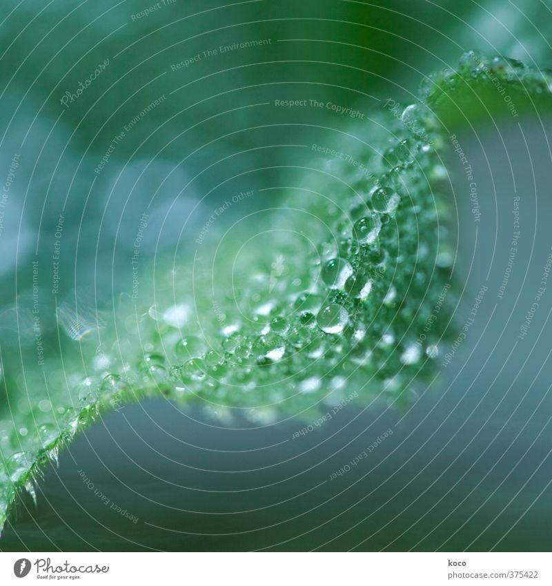 Nähe Natur Pflanze Wassertropfen Sonne Frühling Sommer Schönes Wetter Blatt Grünpflanze Tropfen berühren Blühend glänzend Wachstum ästhetisch Flüssigkeit nass