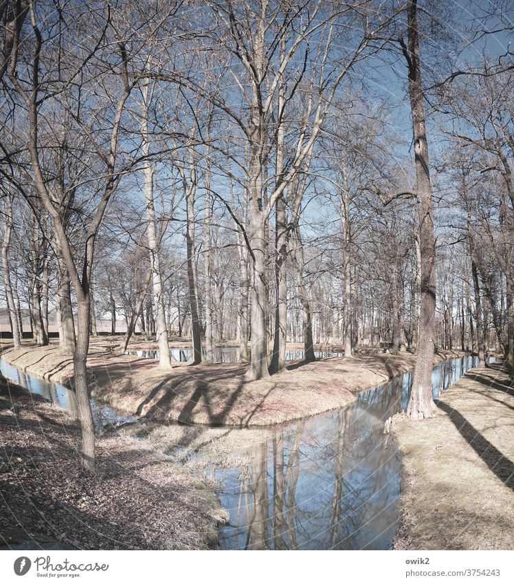 Bachbett Park Baum Sträucher Pflanze Landschaft Natur Umwelt Idylle Windstille friedlich Holz Wasser Wasseroberfläche Schmochtitz Lausitz Sachsen Deutschland