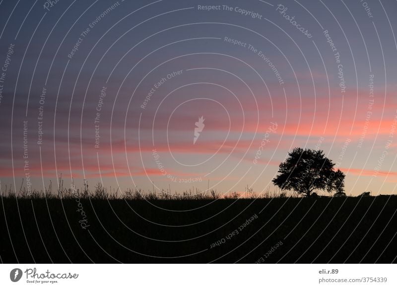 Baum auf einem Feld bei Abenddämmerung Dämmerung Stimmung stimmungsvoll melancholisch Natur Naturliebe Sonnenuntergang Himmel Landschaft Menschenleer ruhig