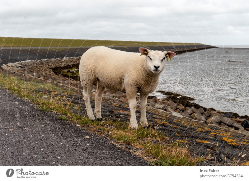 Bekam ein freundliches Augenzwinkern von diesem Lamm, Terschelling, Niederlande Schaf Zwinkern Zwinkerndes Auge Säugetier wild Gras Bauernhof weiß Feld niedlich