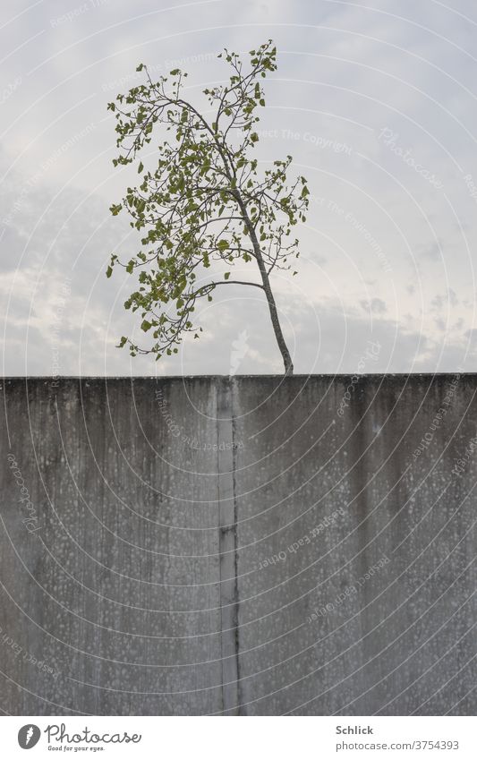 Junger Baum vor Himmel und im Vordergrund trostlose Betonwand mit Dehnungsfuge jung bewölkt halbiert aufgeteilt Blätter Spätsommer Platane horizontal organisch