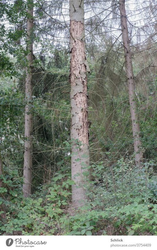 Lärche durch Schädlinge abgestorben Baum Borkenkäfer Baumstamm Schaden tot toter Baum Waldsternen Klimawandel Ökologie Nadelbaum Brombeeren Brombeerstrauch