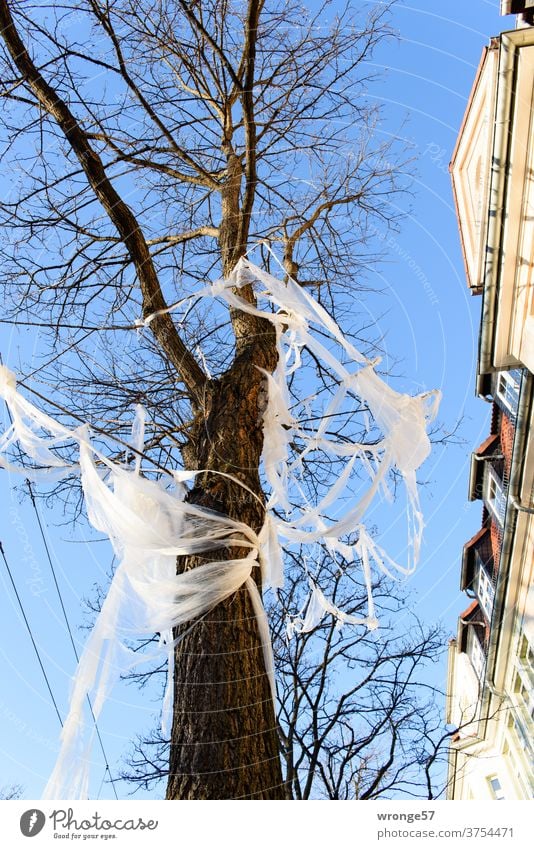 gefangen im Plastik | Baum am Straßenrand Thementag Folie Straßenbaum Häuserfront Stadt Stadtgrün Müll Plastikfolie Plastikmüll Umweltverschmutzung Kunststoff