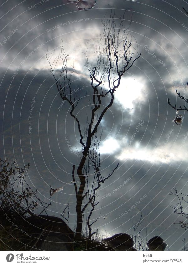 der Baum Wolken Spiegel Spiegelbild Gegenlicht Sonne Schatten reflektion tree clouds sun shadow reflection