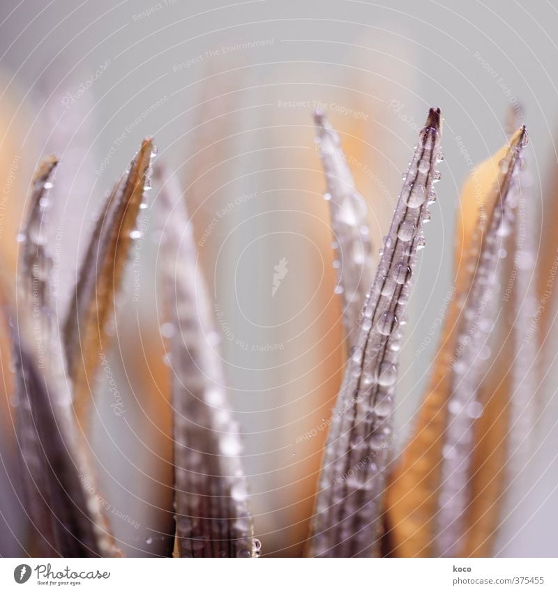 Nähe II schön Natur Pflanze Wassertropfen Frühling Sommer Blume Gras Blüte Netzwerk Tropfen Blühend Duft einfach Flüssigkeit Freundlichkeit frisch glänzend