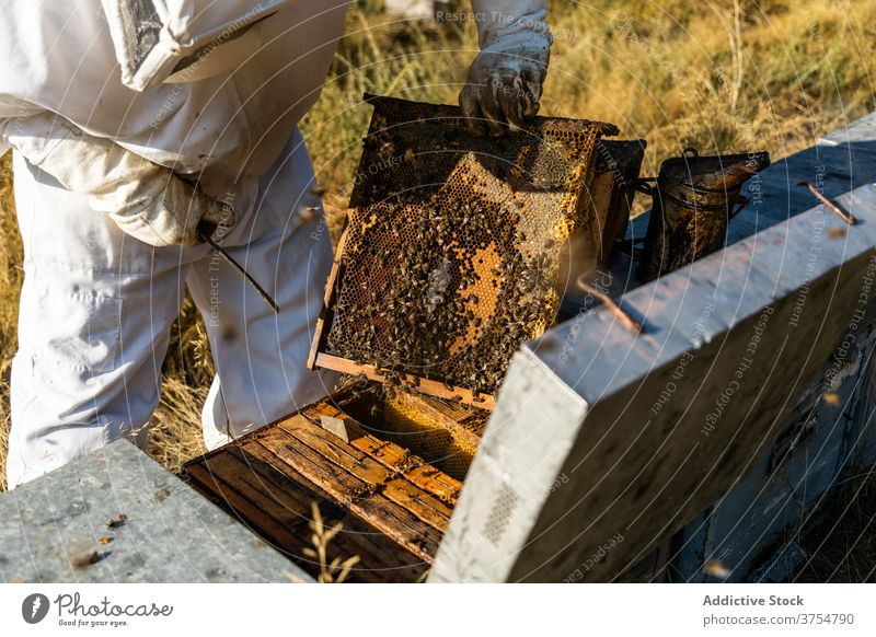 Imker überprüft Wabenrahmen am Bienenstand Mann Bienenstock Arbeit Rahmen inspizieren prüfen Werkzeug untersuchen professionell Saison Job Prozess Bienenkorb