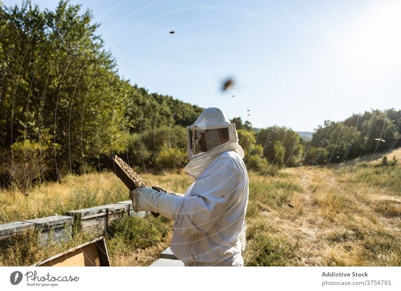 Imker überprüft Wabenrahmen am Bienenstand Mann Bienenstock Arbeit Rahmen inspizieren prüfen Werkzeug untersuchen professionell Saison Job Prozess Bienenkorb