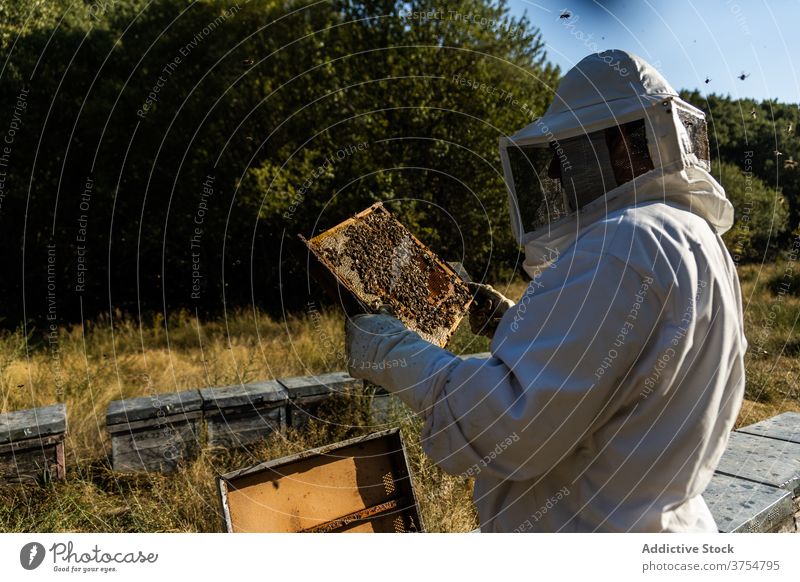 Imker überprüft Wabenrahmen am Bienenstand Mann Bienenstock Arbeit Rahmen inspizieren prüfen Werkzeug untersuchen professionell Saison Job Prozess Bienenkorb