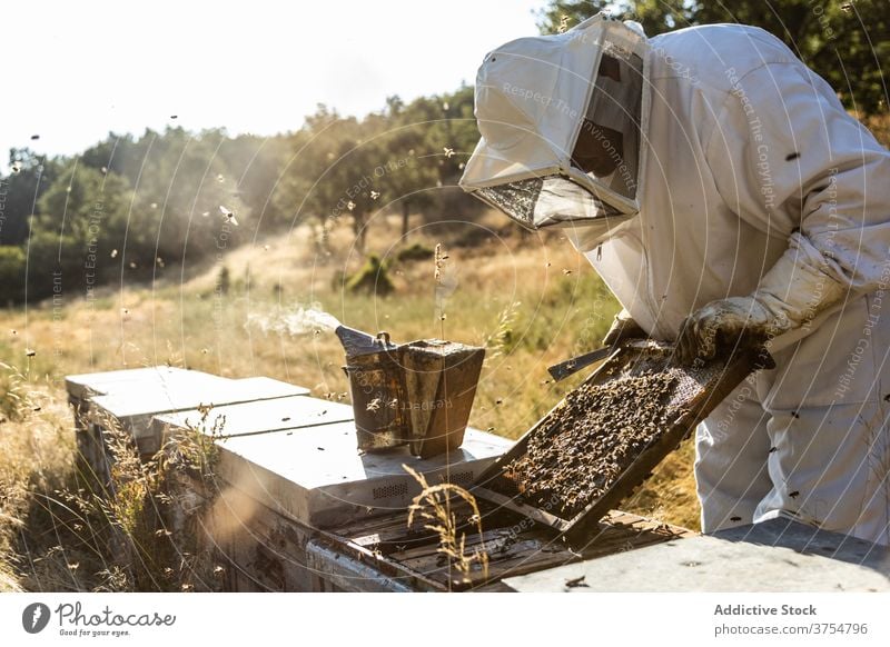 Imker mit Smoker bei der Arbeit am Bienenstand Raucherin Gerät Werkzeug Bienenstock ausräuchern Bienenkorb erwärmen professionell Handschuh Job Prozess manuell