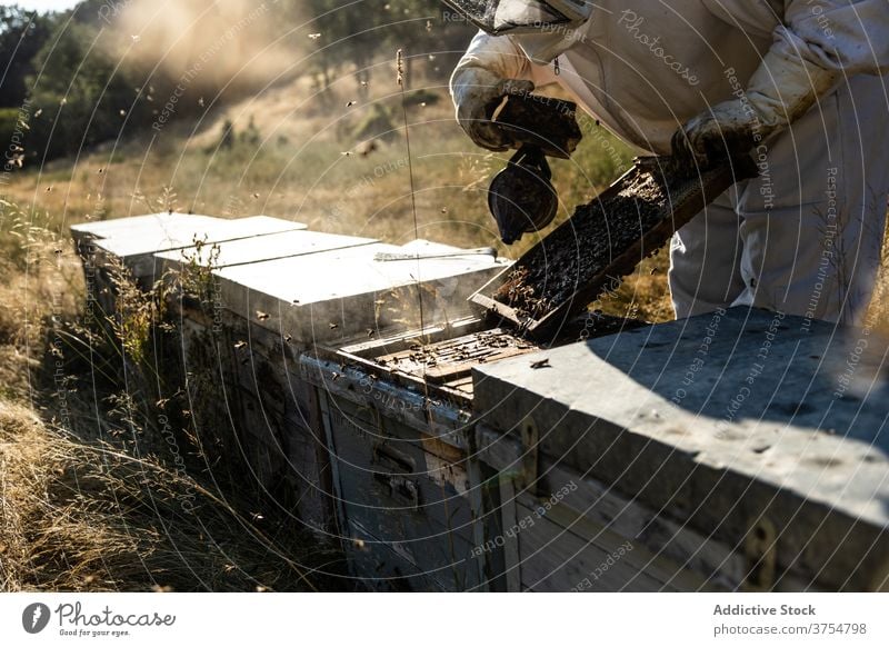 Anonymer Imker mit Raucher bei der Arbeit am Bienenstand Raucherin Gerät Werkzeug Bienenstock ausräuchern Bienenkorb erwärmen professionell Handschuh Job