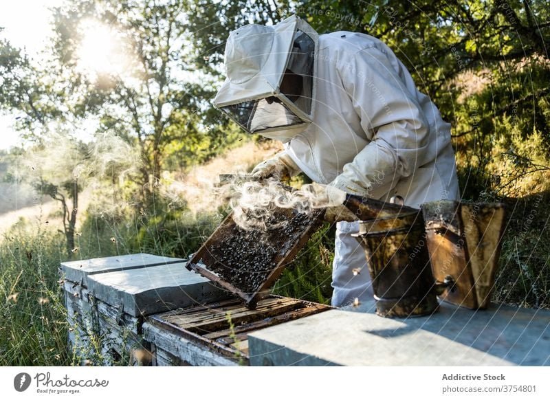 Imker mit Smoker bei der Arbeit am Bienenstand Raucherin Gerät Werkzeug Bienenstock ausräuchern Bienenkorb erwärmen professionell Handschuh Job Prozess manuell