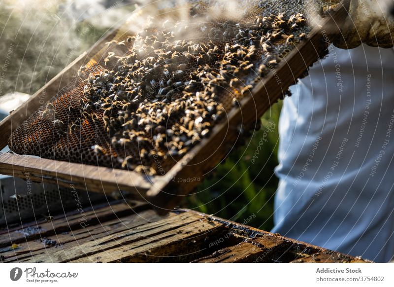 Imker hält Wabenrahmen mit Bienen Rahmen Liebling Bienenstock Arbeit Bauernhof Ernte unkenntlich anonym gesichtslos inspizieren prüfen Werkzeug untersuchen