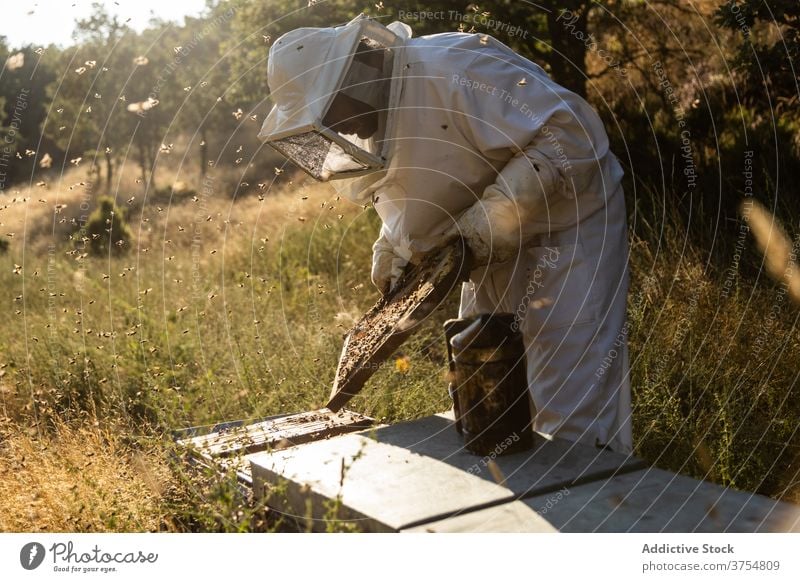 Imker mit Smoker bei der Arbeit am Bienenstand Raucherin Gerät Werkzeug Bienenstock ausräuchern Bienenkorb erwärmen professionell Handschuh Job Prozess manuell