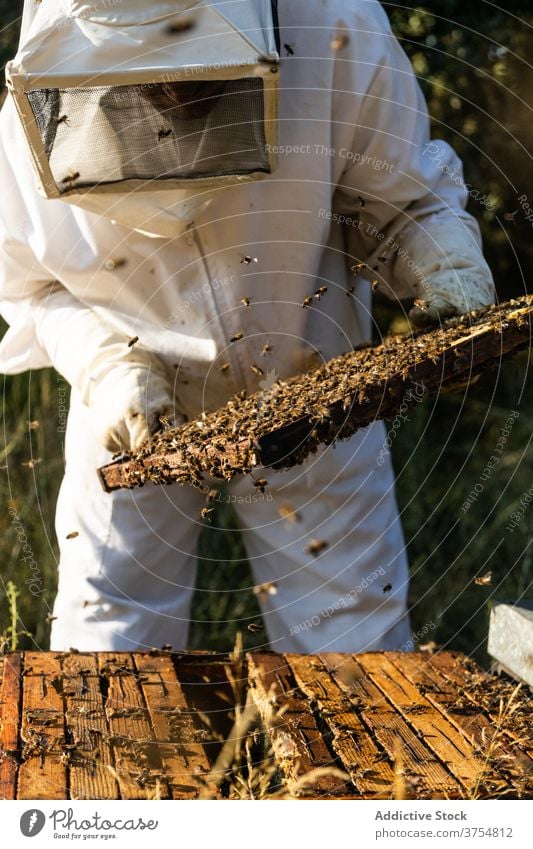 Imker überprüft Wabenrahmen am Bienenstand Mann Bienenstock Arbeit Rahmen inspizieren prüfen Werkzeug untersuchen professionell Saison Job Prozess Bienenkorb