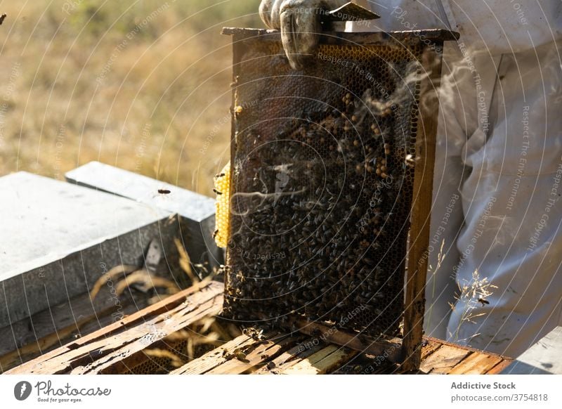 Imker hält Wabenrahmen mit Bienen Rahmen Liebling Bienenstock Arbeit Bauernhof Ernte unkenntlich anonym gesichtslos inspizieren prüfen Werkzeug untersuchen