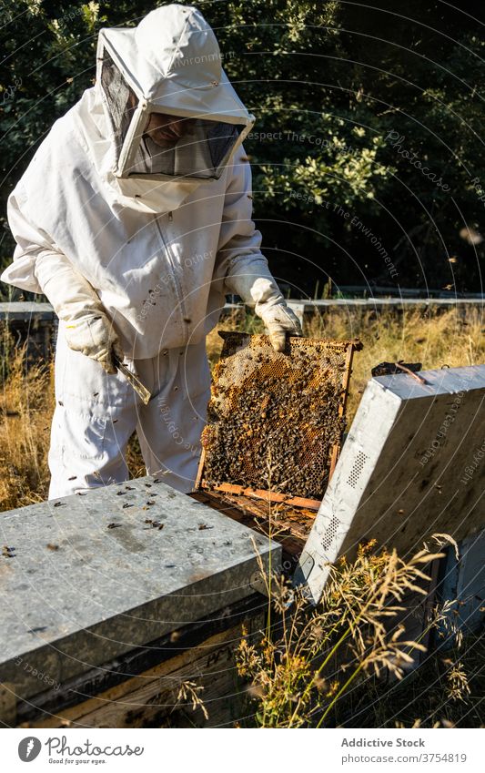 Imker überprüft Wabenrahmen am Bienenstand Mann Bienenstock Arbeit Rahmen inspizieren prüfen Werkzeug untersuchen professionell Saison Job Prozess Bienenkorb