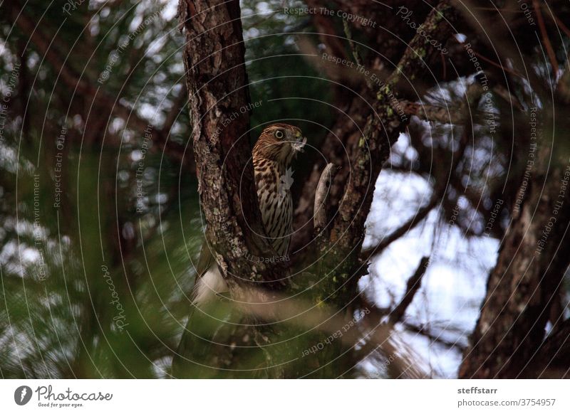 Junger Lichtmorph Rotschwanzbussard Buteo jamaicensis frisst einen Blauhäher Vogel Bussard Raptor Greifvogel jugendlich Jagd Essen Raubtier Natur Florida