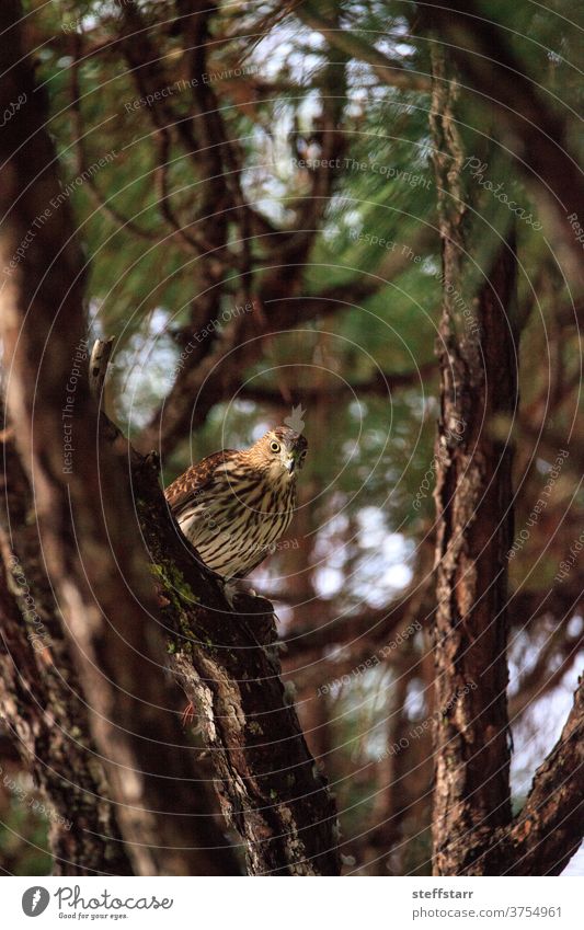 Junger Lichtmorph Rotschwanzbussard Buteo jamaicensis frisst einen Blauhäher Vogel Bussard Raptor Greifvogel jugendlich Jagd Essen Raubtier Natur Florida