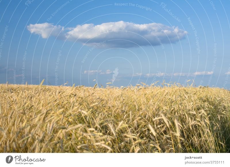 Goldgelbes Weizenfeld gegen Wolke auf blauen Himmel Getreidefeld Landwirtschaft Sonnenlicht Schweben Wolken Schönes Wetter Leichtigkeit Natur Klima Wärme Sommer