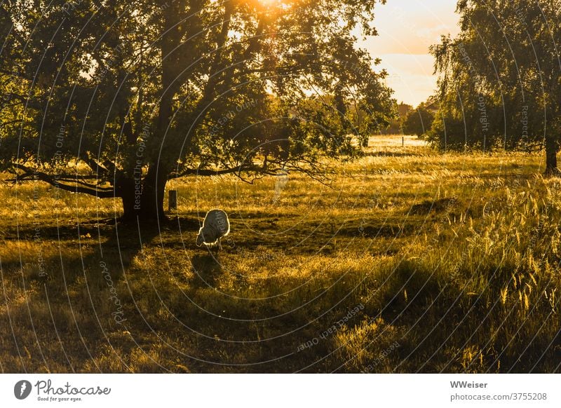 Es war einmal... ein glückliches Schaf in der Abendsonne Sonne Licht Wiese Baum Natur Gegenlicht golden warm strahlen leuchten Gräser grün gelbgrün Tier grasen