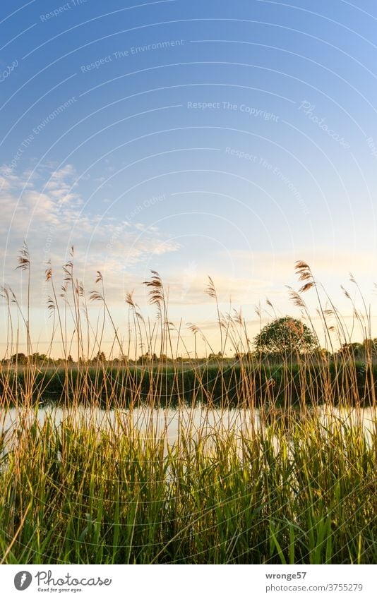 Schilf im abendlichen Gegenlicht am Ufer der Warnow Schilfrohr Flussufer Abendlicht Abendsonne Lichtstimmung Lichtzauber Natur Wasser Außenaufnahme Farbfoto