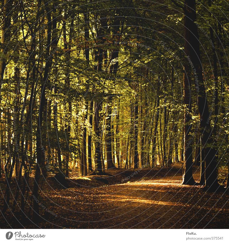 durch den Wald Umwelt Natur Erde Sonnenlicht Herbst Schönes Wetter Pflanze Baum Blatt Grünpflanze frei natürlich schön Wärme grün orange Stimmung Warmherzigkeit