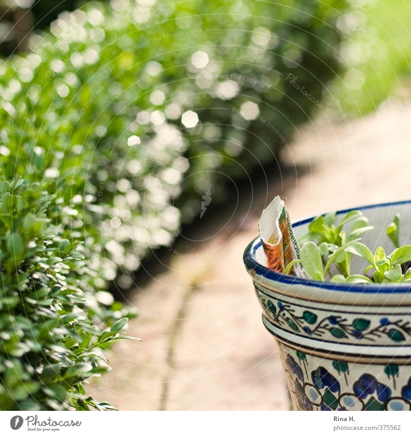 Geduld Garten Frühling Sommer Schönes Wetter Pflanze authentisch grün Lebensfreude Gartenarbeit Sämlinge Blumentopf Hecke Buchsbaum Farbfoto Außenaufnahme