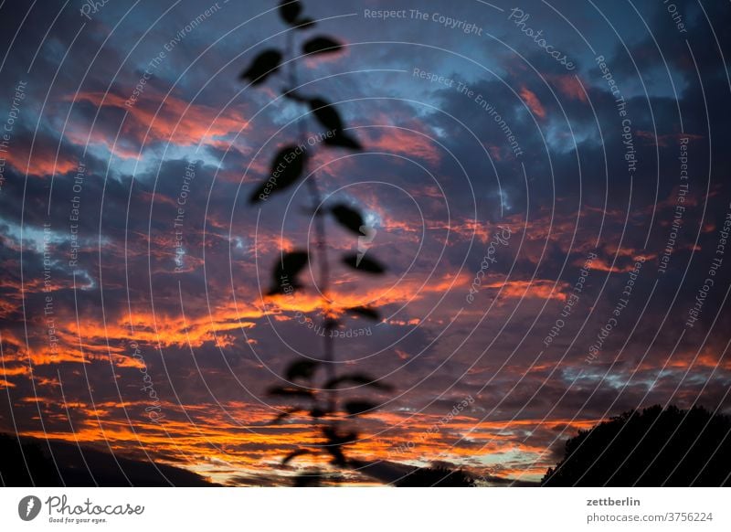 Sonnenuntergang mit Pflaumenzweig abend altocumulus drohend dunkel dämmerung düster farbspektrum feierabend froschperspektive gewitter haufenwolke himmel