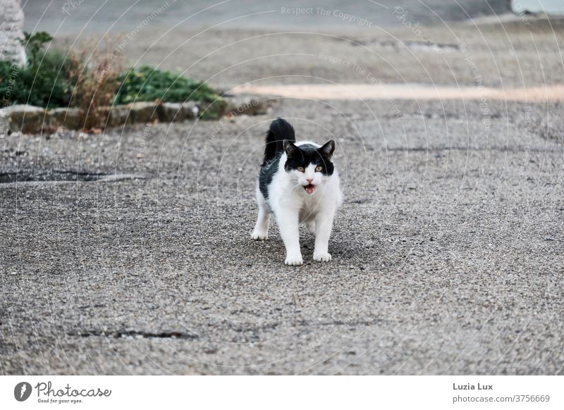 Eine alte Katze auf dem Sprung katzenhaft Haustiere Ein Tier im Freien grüne Augen struppig schwarzweiß strecken maunzen drohen lustig seltsam Anspannung