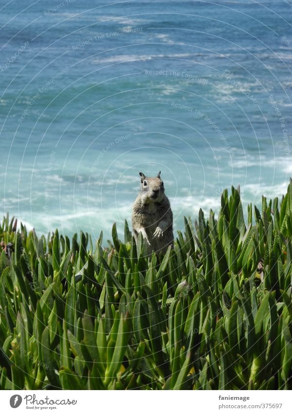 wassup homie Safari Umwelt Natur Wasser exotisch Wellen Küste Meer Menschenleer Fell Wildtier Eichhörnchen 1 Tier entdecken hocken Kommunizieren Blick stehen