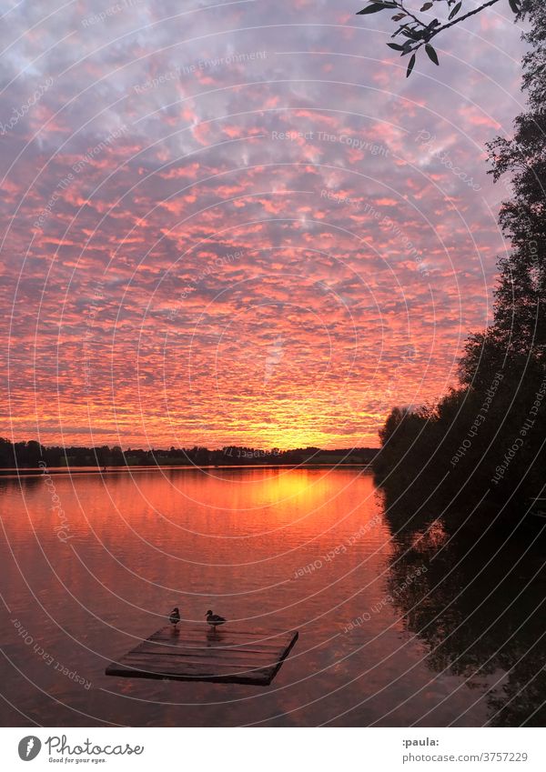 Sonnenuntergang am Badesee mit Enten See Stockenten Wasser Natur Himmel Romantik Abenddämmerung Ferien & Urlaub & Reisen Dämmerung Wolken Reflexion & Spiegelung