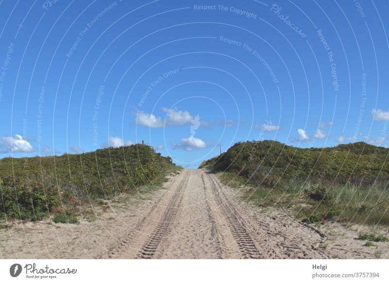 Sandweg durch die Dünen mit Traktorspuren vor blauem Himmel mit kleinen Wölkchen Weg Dünenweg Spuren Pflanze Gras Wildrosen Wolken Landschaft Natur Umwelt Insel