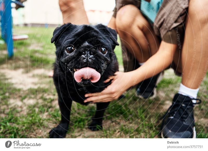 Besitzer streichelnder Mopshund auf Gras Hund Haustier Tier niedlich Eckzahn klein Welpe Säugetier Reinrassig heimisch Porträt züchten lustig bezaubernd