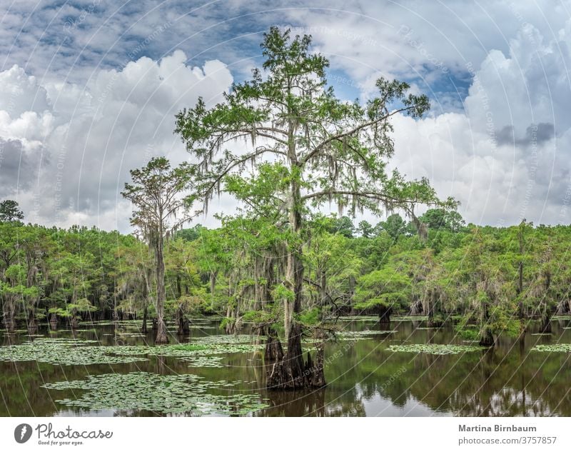 Märchenhafte Landschaft. Zypressen im Sumpf des Caddo Lake State Park, Texas Caddo-See spanisches Moos Wasser reisen Herbst Pflanze Hintergrund Baum Natur