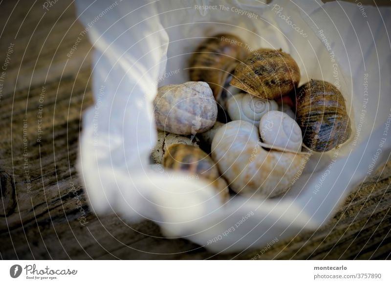 Gesammelte leere Schneckenhäuser in einem Tuch auf holzigem Untergrund Außenaufnahme Farbfoto Schneckenhaus Tier Natur Umwelt Holzuntergrund Warmes Licht