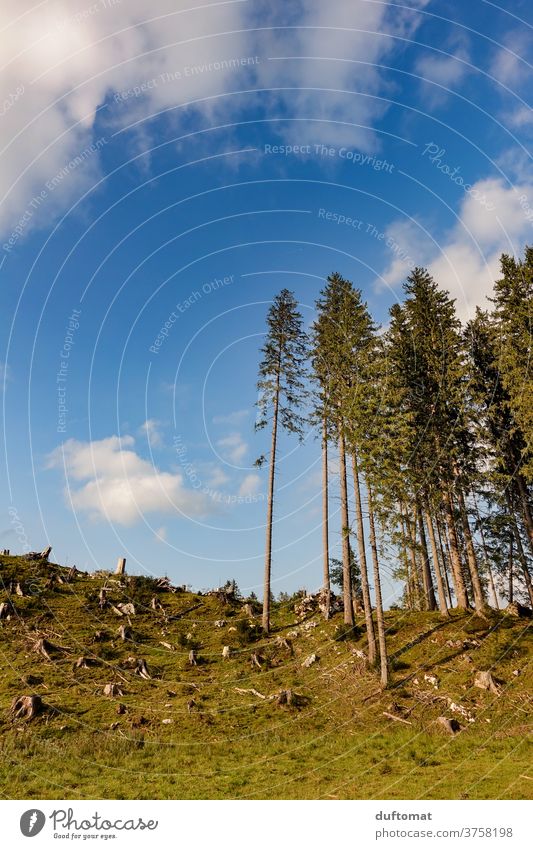 Der deutsche Wald Baumstumpf Berge Alpen Weide Alm Himmelblau Berge u. Gebirge Wiese Baumstamm Außenaufnahme Landschaft Sommer Menschenleer Gras Hügel Leere