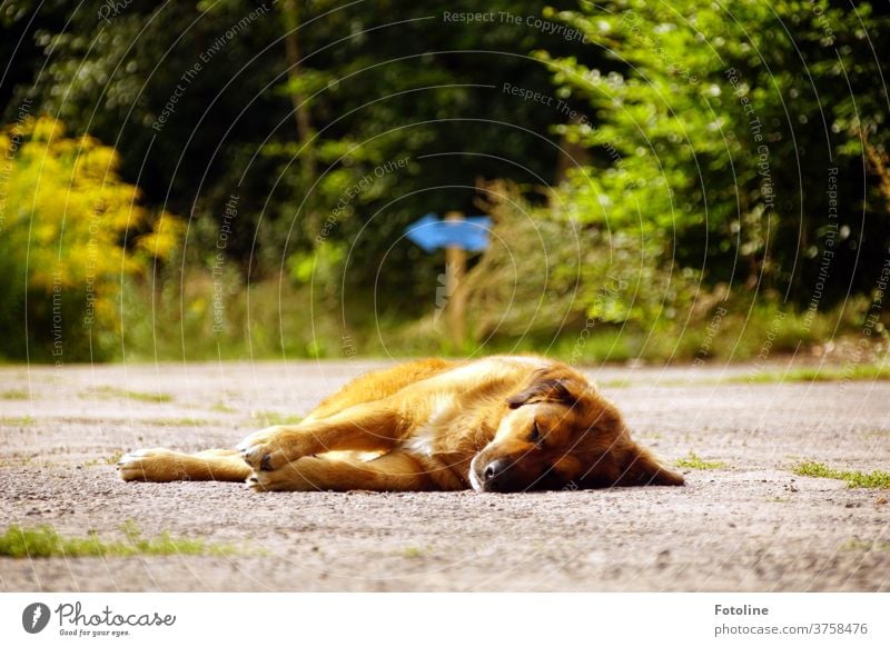 Ihr wollt abreisen? Na dann müsst ihr erst mal an mir vorbei - oder Ilse liegt auf dem Weg und lässt sich die Sonne auf den Pelz scheinen. Hund Säugebier Wald