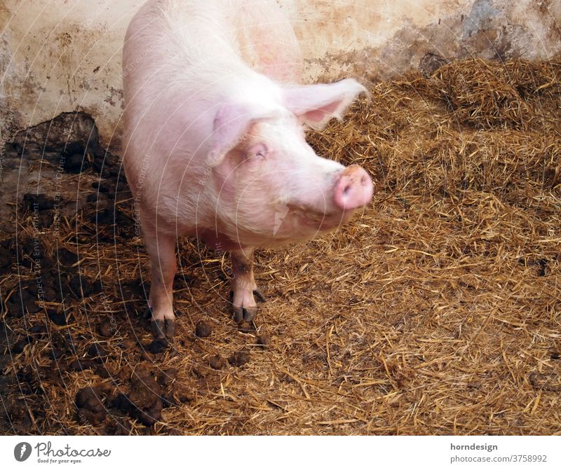 Glückliches Schwein Bauernhof schwein Hausschwein Verkaufswagen Nebel glückliche Tierhaltung Tierwohl Natur Mastschwein Glücksschwein