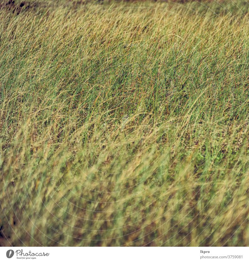 abstraktes Gras wie Hintergrund verwischen trocknen gelb Textur Natur Heu braun Muster natürlich Feld Pflanze grün Sommer Herbst Nahaufnahme Umwelt gold tot