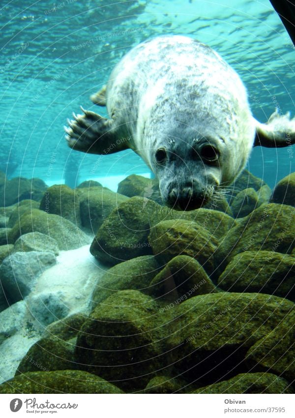 Robbe in Action Aquarium Meer Wasser Felsen Wildtier Tiergesicht Fell Krallen Robben 1 blau Seehund Farbfoto Unterwasseraufnahme Reflexion & Spiegelung